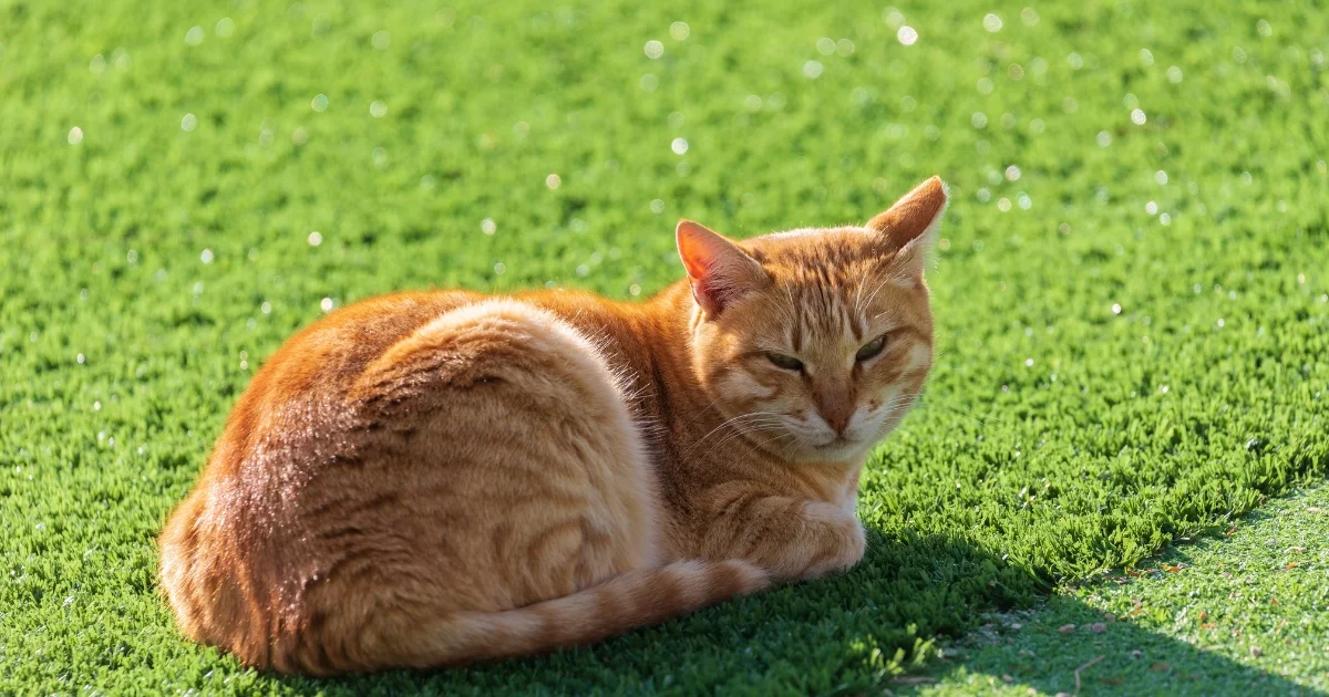 Ginger cat resting on bright green synthetic turf in the sun.